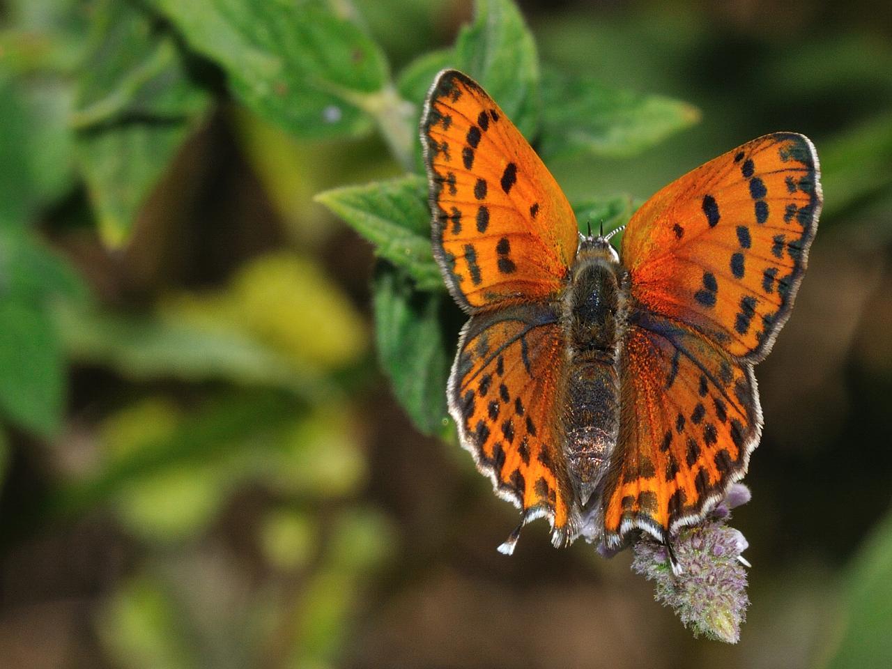 Licenide con i codini - Lycaena thersamon